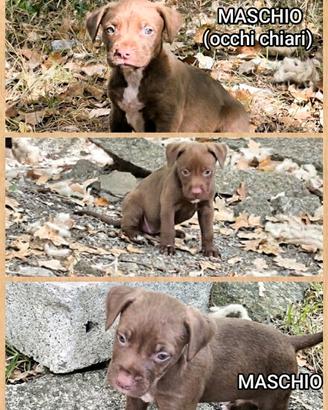 Cuccioli Pitbull Terrier