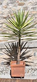 Piante di yucca  in vaso