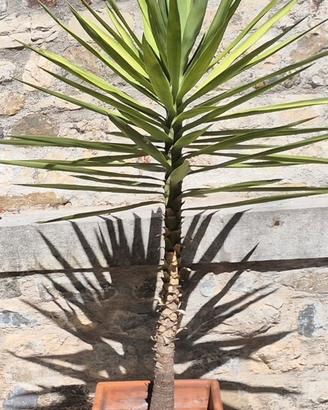 Piante di yucca  in vaso