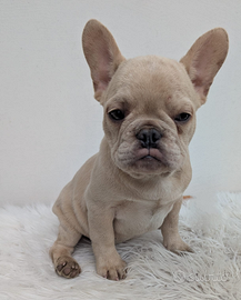 Bulldog francesi blu merle