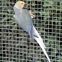 Parrocchetto dal collare