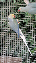 Parrocchetto dal collare