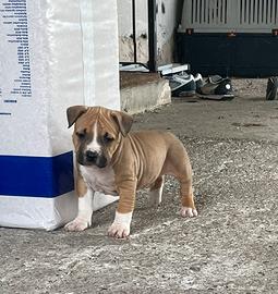 Cuccioli Amstaff