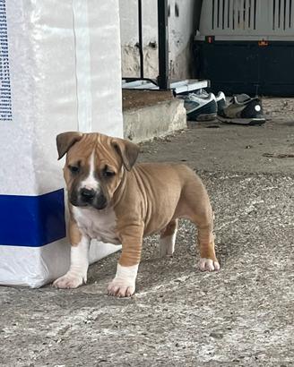 Cuccioli Amstaff