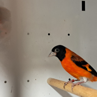 Cardinalini del Venezuela