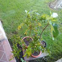 Pianta melograno, 2 piante melograno e fico