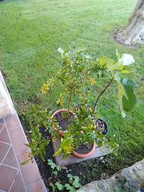 Pianta melograno, 2 piante melograno e fico