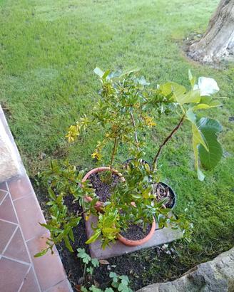 Pianta melograno, 2 piante melograno e fico