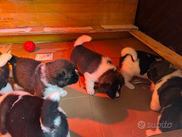 Cucciolo Akita americano