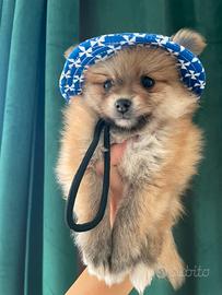 Spitz pomerania
