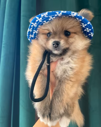Spitz pomerania