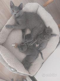 Cuccioli certosino