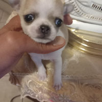 Chihuahua mini toy