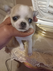 Chihuahua mini toy