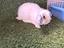 Immagine 4
