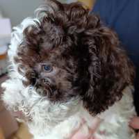 Cuccioli di Lagotto Romagnolo