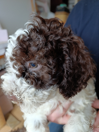 Cuccioli di Lagotto Romagnolo