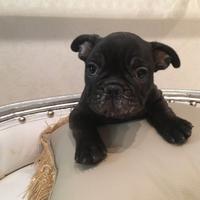 Cucciolo Bouledogue francese