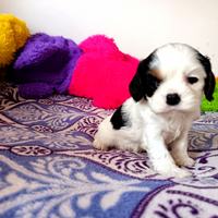Cavalier king charles spaniel,