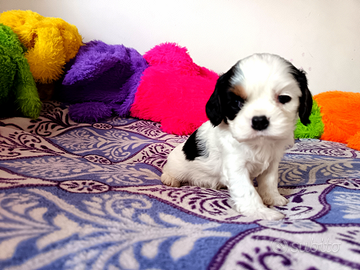 Cavalier king charles spaniel,