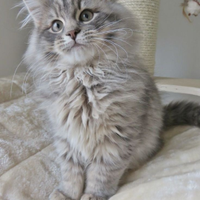 Gatto British longhair