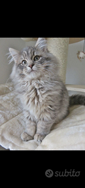 Gatto British longhair