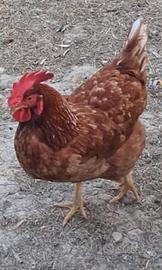 Gallo aracauna nano e gallina e gallo