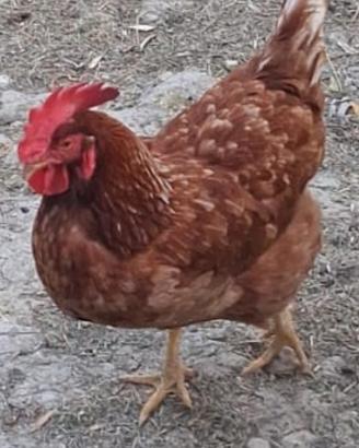 Gallo aracauna nano e gallina e gallo