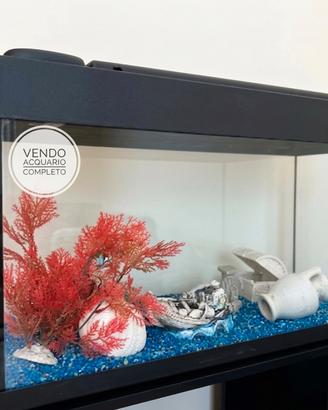 Acquario