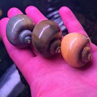 Ampullaria Gold (gialla)