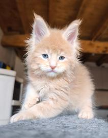 Maine coon