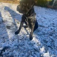 Cane Corso maschio 2 anni disponibile per monta