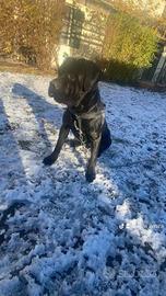 Cane Corso maschio 2 anni disponibile per monta