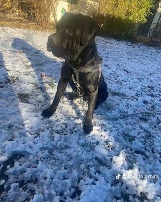 Cane Corso maschio 2 anni disponibile per monta