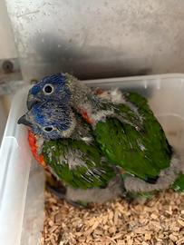 Lori arcobaleno baby da imbecco pulli pappagalli