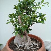 Bonsai ficus 