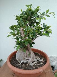 Bonsai ficus 