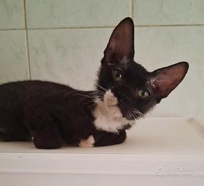 Gattino mix don sphynx ( genitori testati)