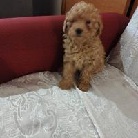 Vando barboncino toy