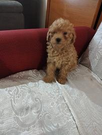 Vando barboncino toy