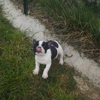 Buldog francese