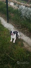 Buldog francese