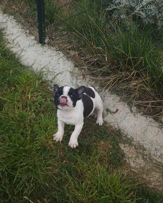 Buldog francese