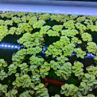 Pianta galleggiante acquario o laghetto