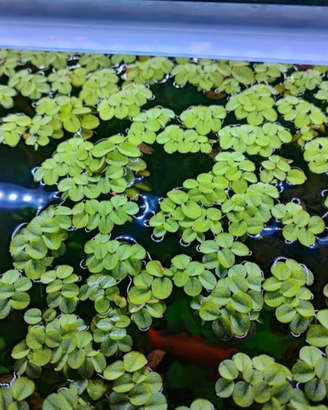 Pianta galleggiante acquario o laghetto