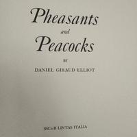 stampa d'arte - collezione uccelli del paradiso 