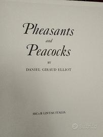 stampa d'arte - collezione uccelli del paradiso 