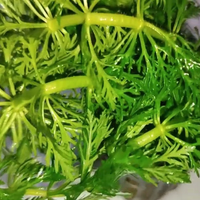 Potature Limnophila sessiliflora - Pianta acquario