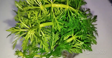 Potature Limnophila sessiliflora - Pianta acquario