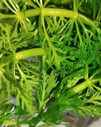 Potature Limnophila sessiliflora - Pianta acquario